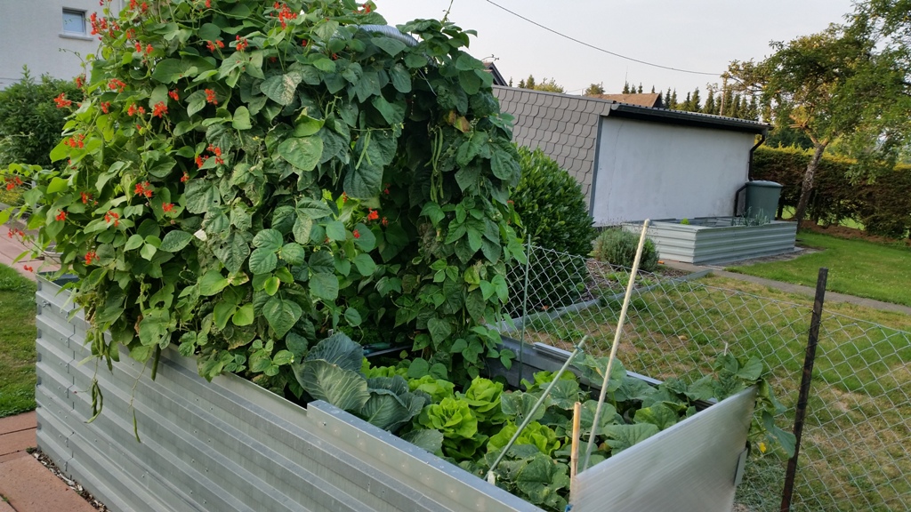 MSL-Raised bed