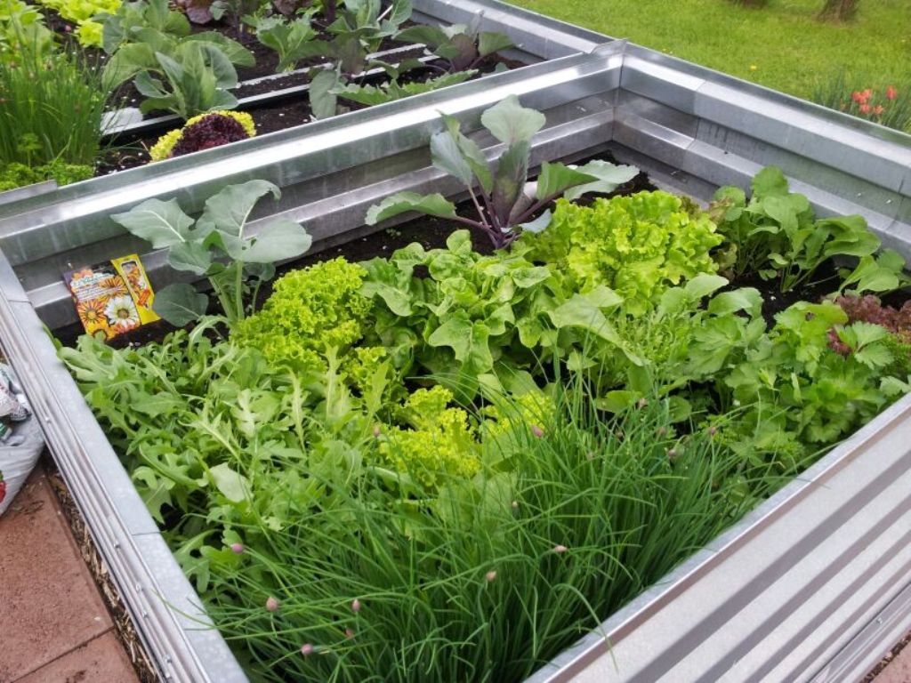 MSL-Raised bed